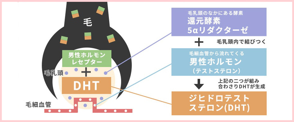 FAGAの仕組みについて毛根の図説