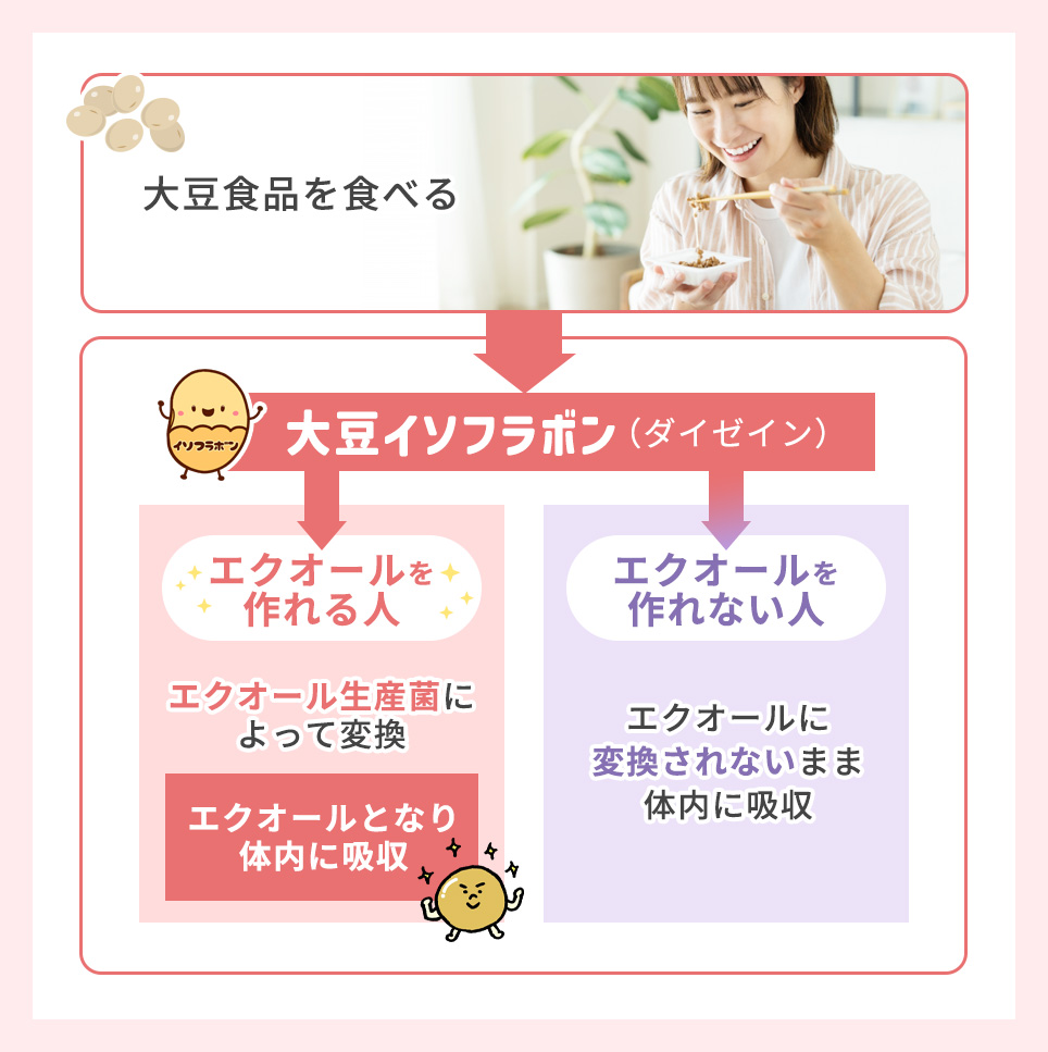 エクオールについての図説