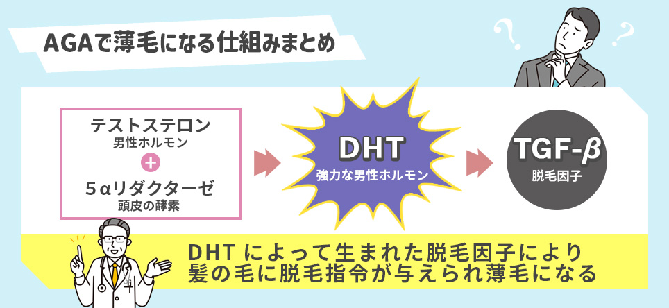 AGAで薄毛になる仕組みまとめ