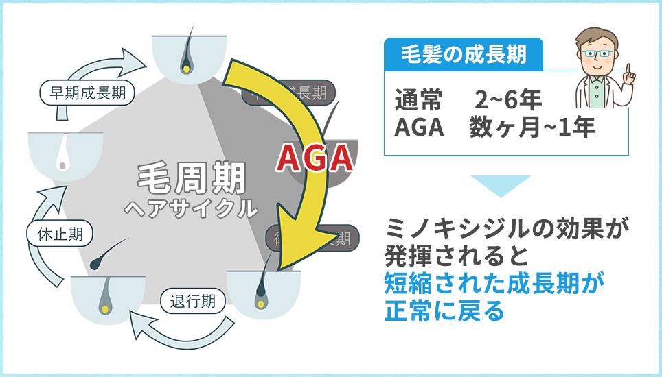 ヘアサイクルと毛の成長期についての図説