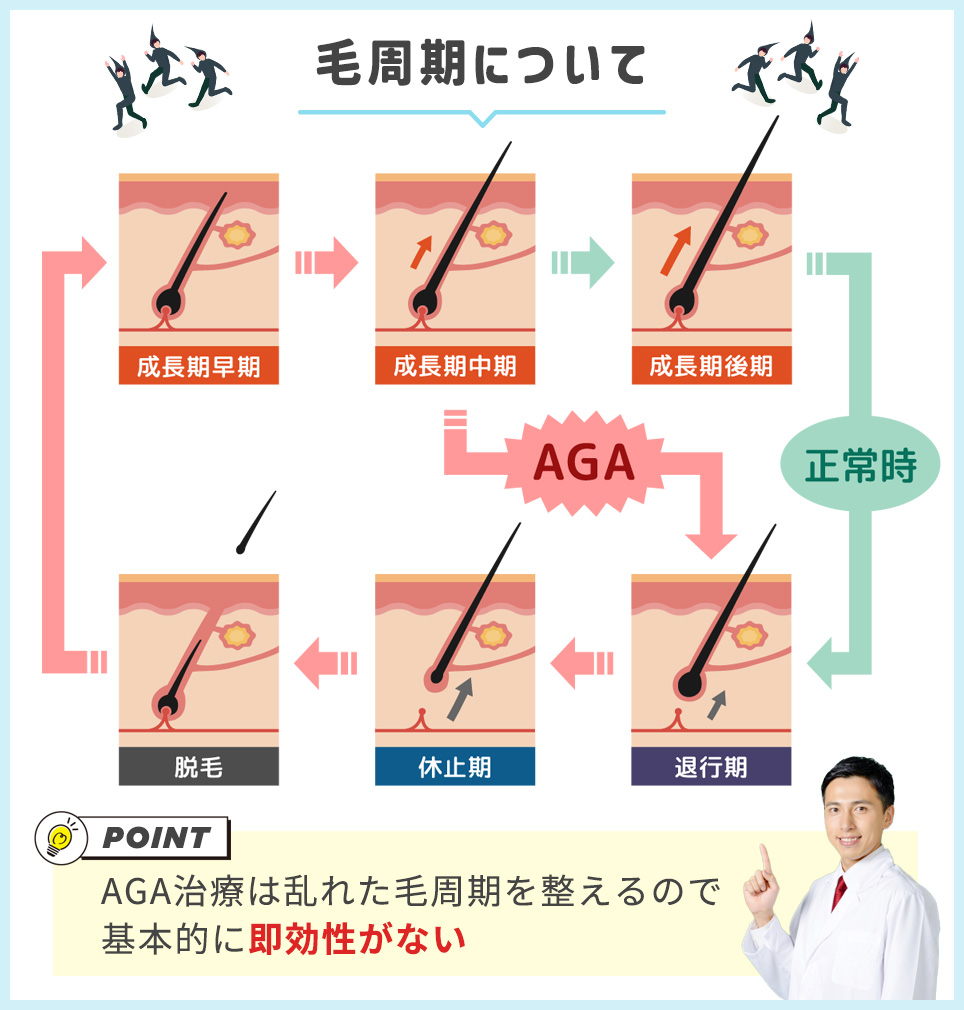 AGAと正常な毛周期の図説