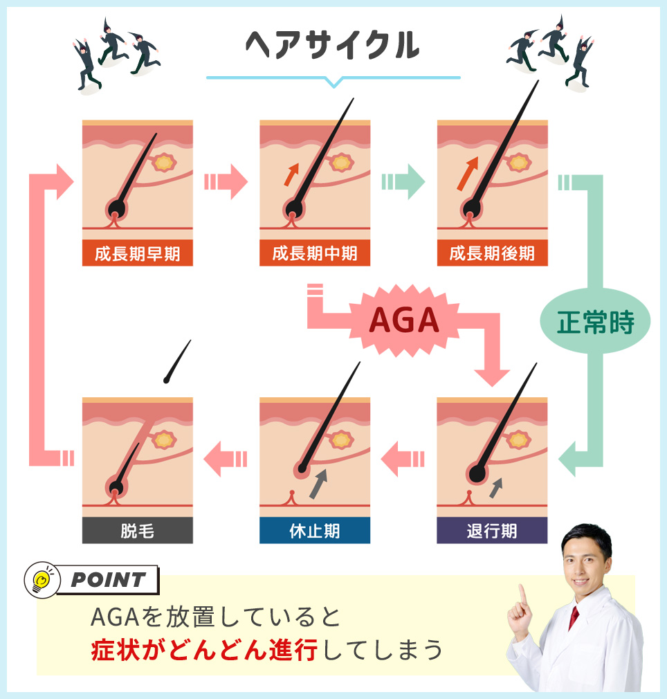 毛髪サイクルの図説