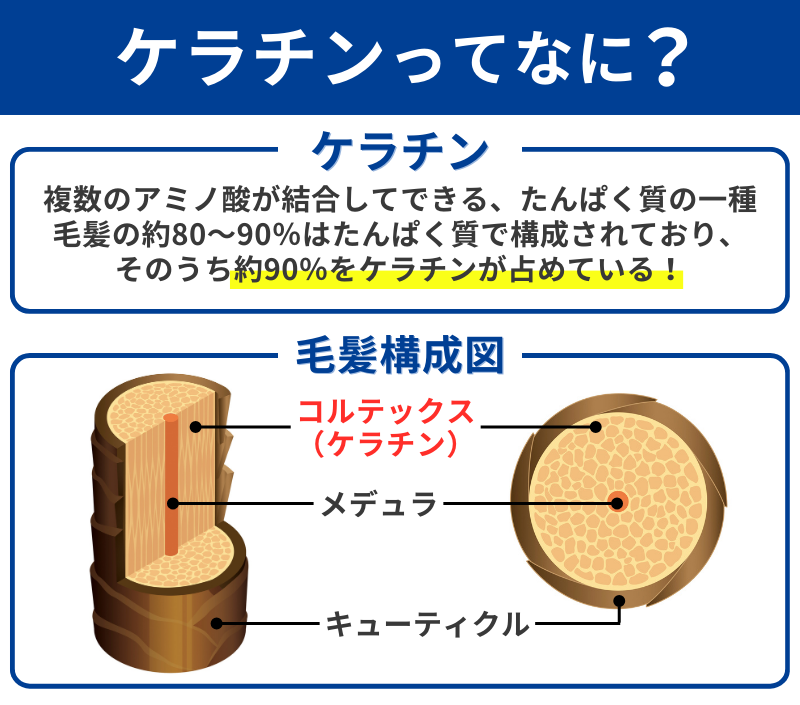 ケラチンの詳細と毛髪構成図