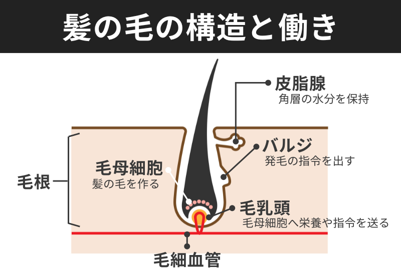 毛根の詳細と髪の毛の構造と働き