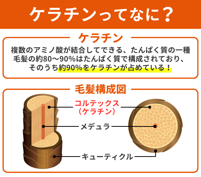 ケラチンの詳細と毛髪構成図