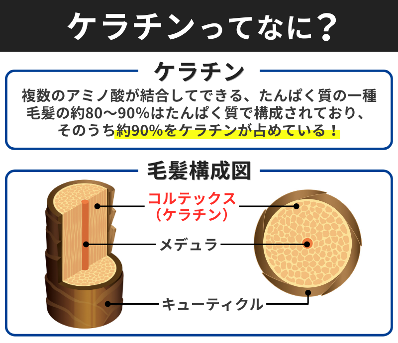 ケラチンの詳細と毛髪構成図