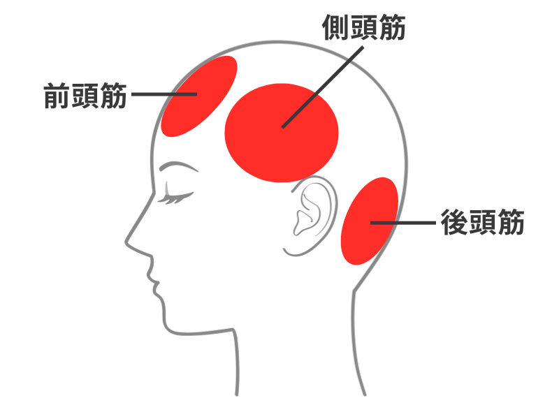 前頭筋と側頭筋と後頭筋の場所