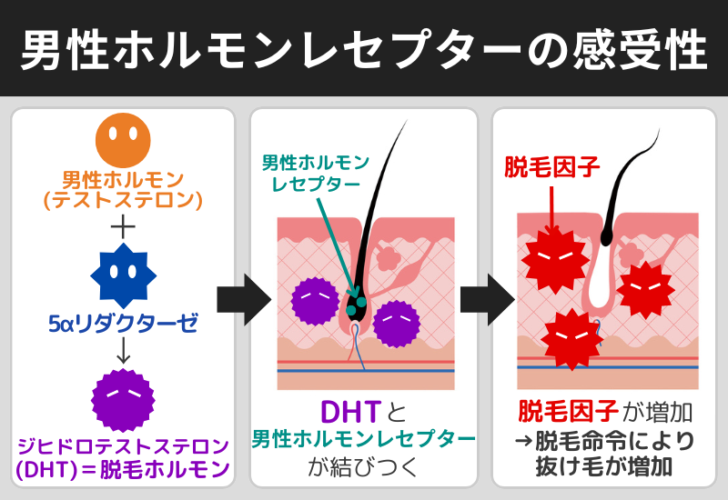 男性ホルモンレセプターの感受性_AGAのメカニズム