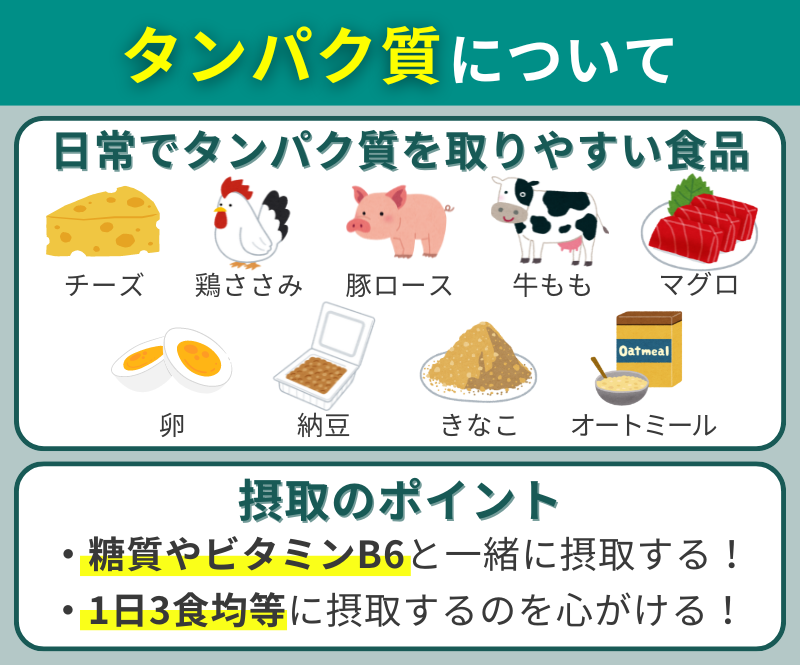 日常でタンパク質を取りやすい食品と摂取のポイント