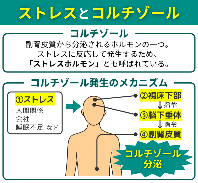 ストレスとコルチゾールの関係性