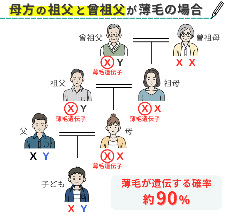 母方の祖父と曾祖父が薄毛の場合に遺伝する確率