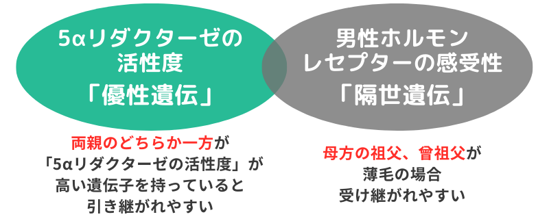 薄毛が遺伝する理由