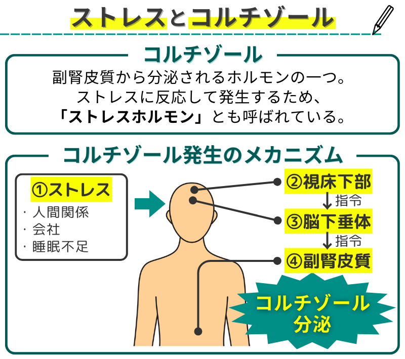 ストレスとコルチゾール