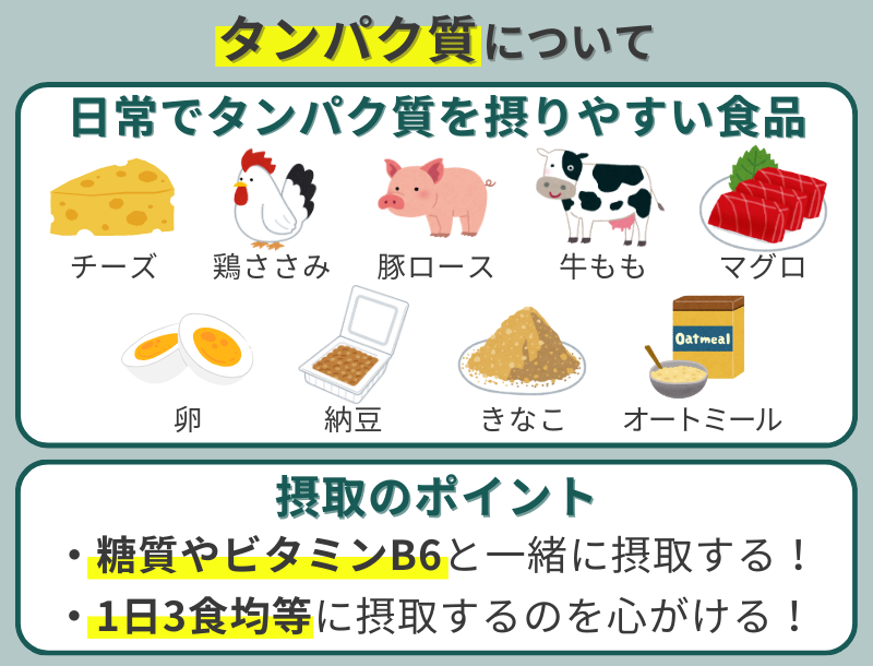 タンパク質について_日常でタンパク質を摂りやすい食品と摂取のポイント