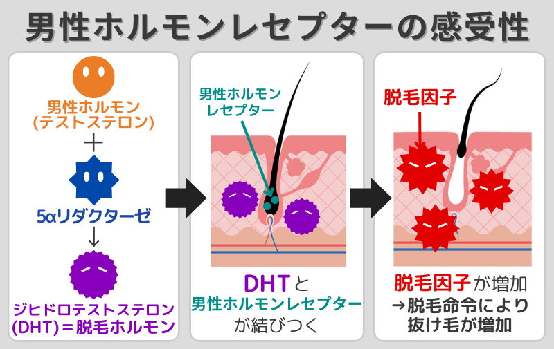 男性ホルモンレセプターの感受性