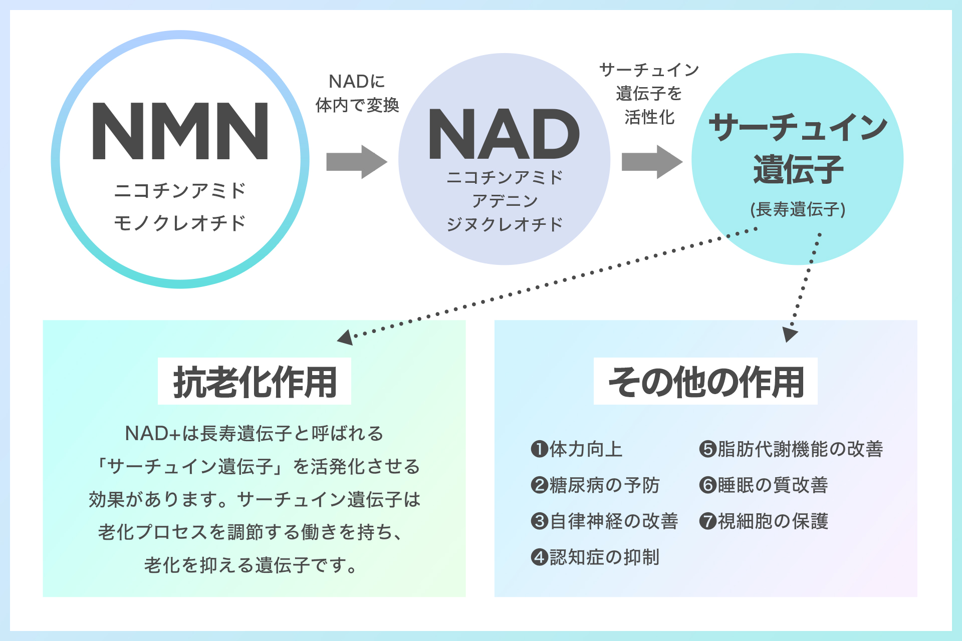 NMNとは